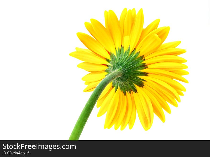 Close up on the back of a yellow gerbera flower on white