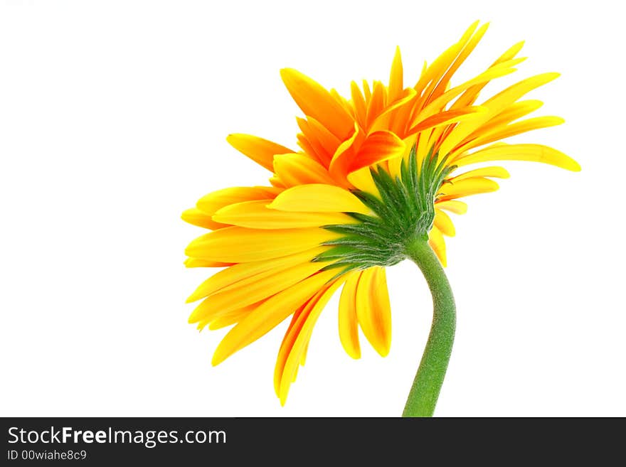 Close up on the back of a yellow gerbera flower on white