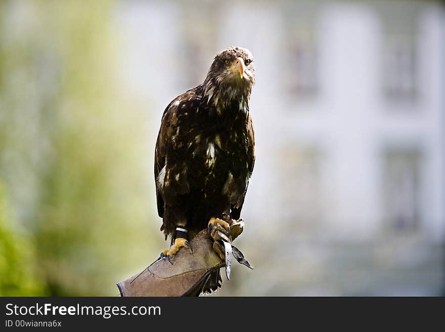 A bird of prey watching from a leather gauntlet. A bird of prey watching from a leather gauntlet