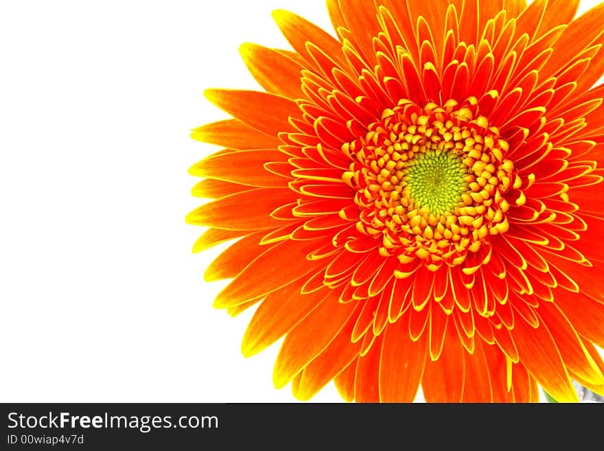 Close up on an orange gerbera flower on white