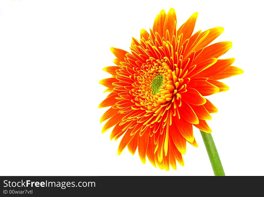 Close up on an orange gerbera flower on white