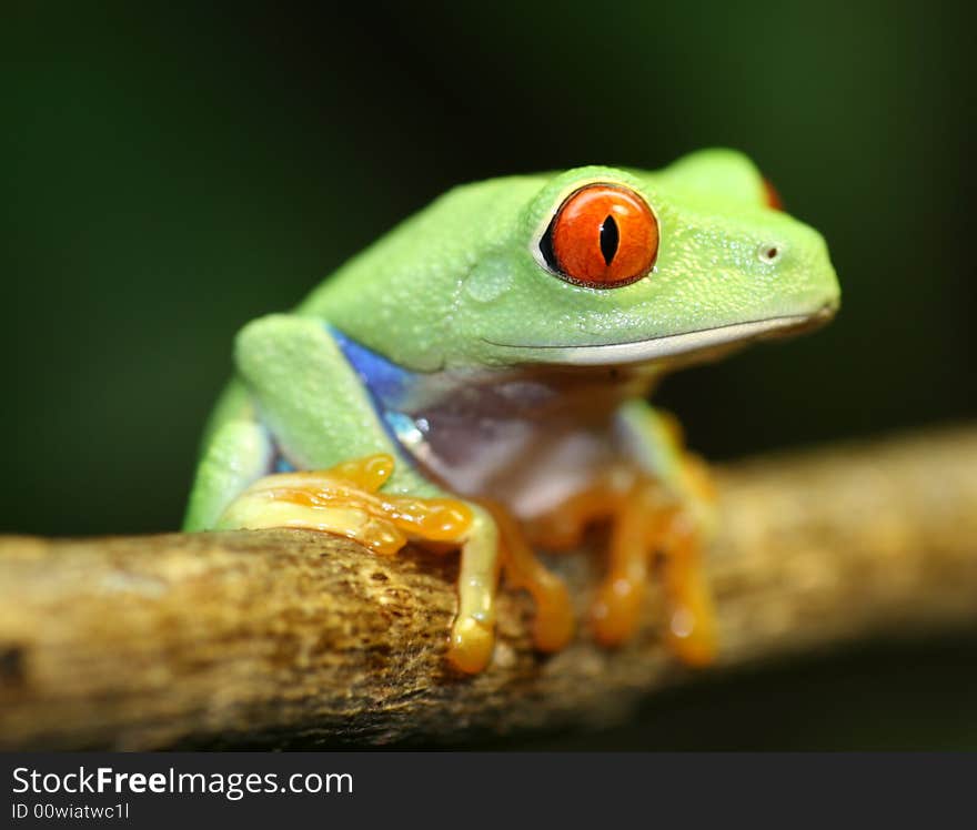 Red Eyed Tree Frog