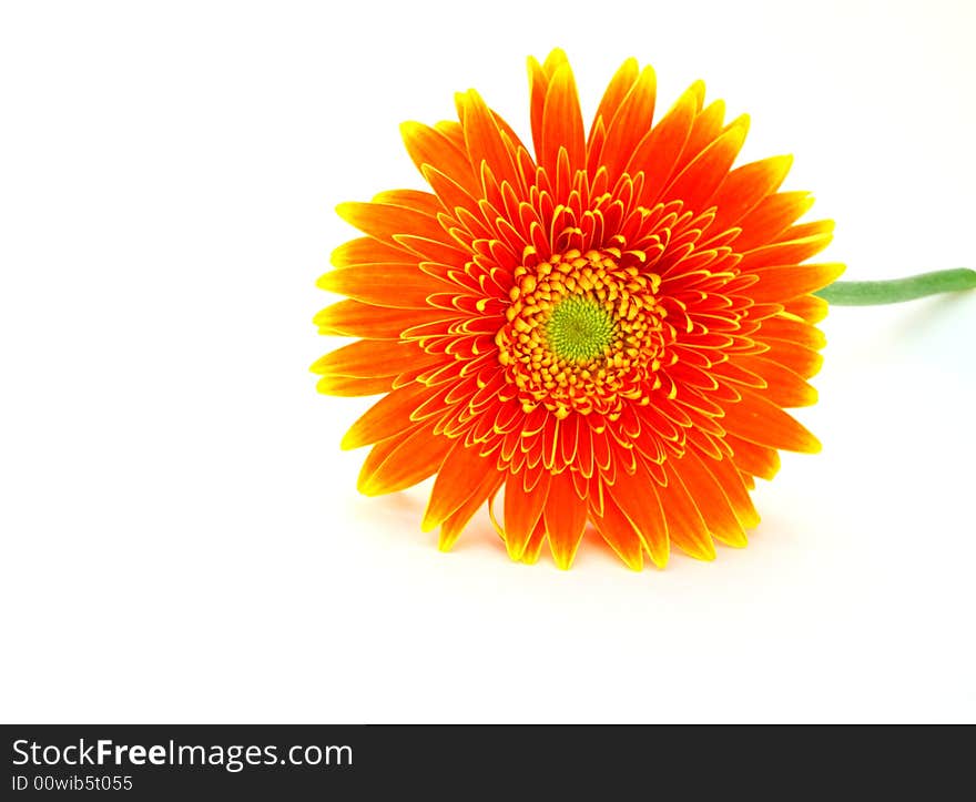 Close up on an orange gerbera flower on white