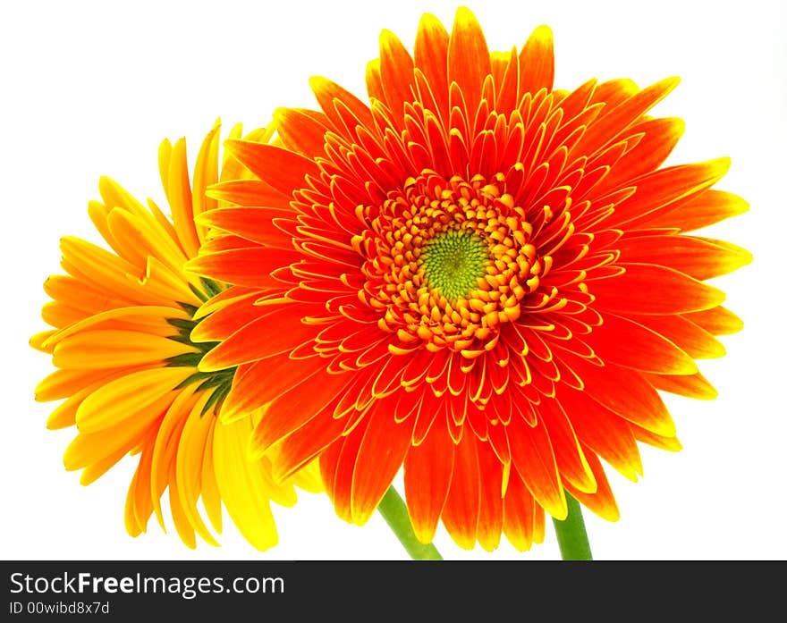 Pair of two orange gerbera flowers on white