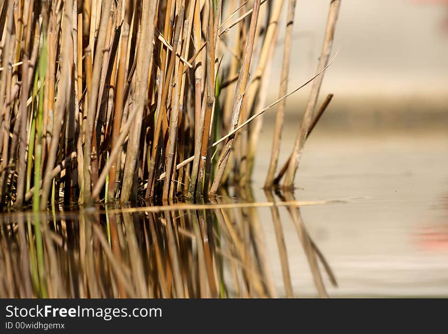 Reed in water with a nice sun on the background