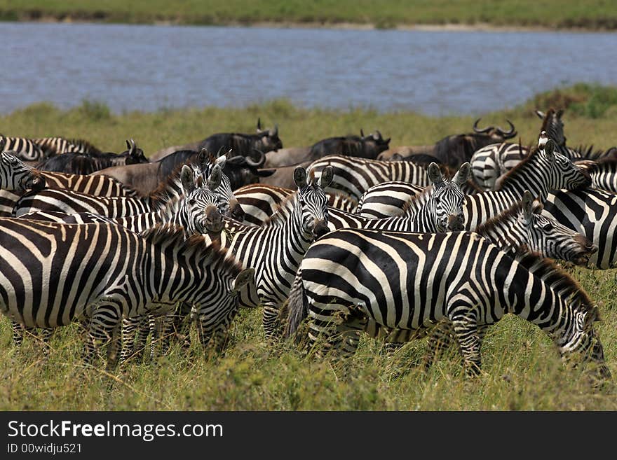 Zebra and wildebeest during migration