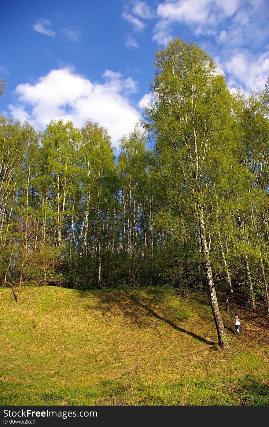 Birch Grove In Spring