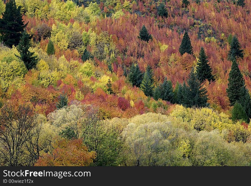 Colorful fall leaves and green pine trees in Arrowtown, southern New Zealand