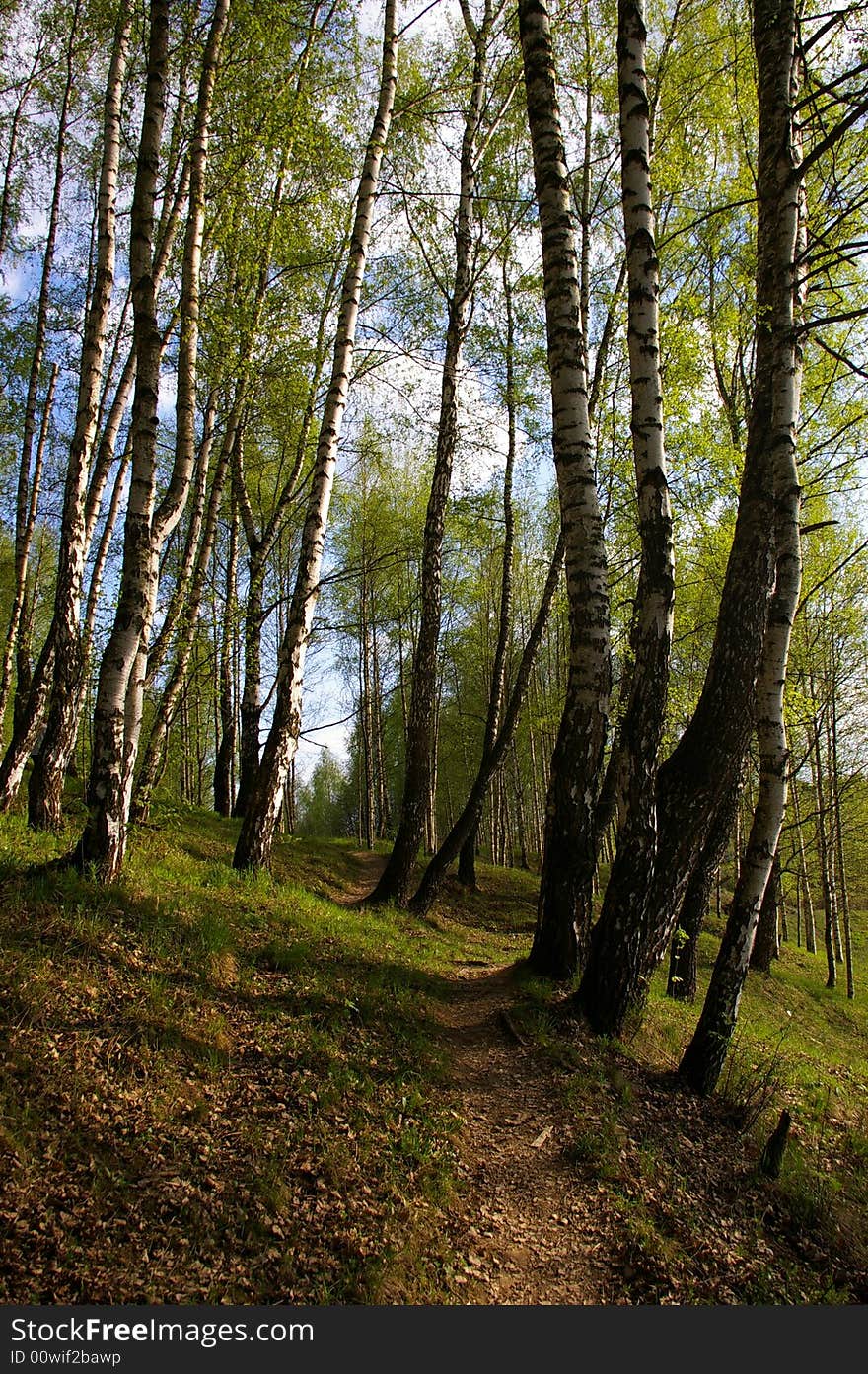 A Path in birch grove. Spring. A Path in birch grove. Spring.