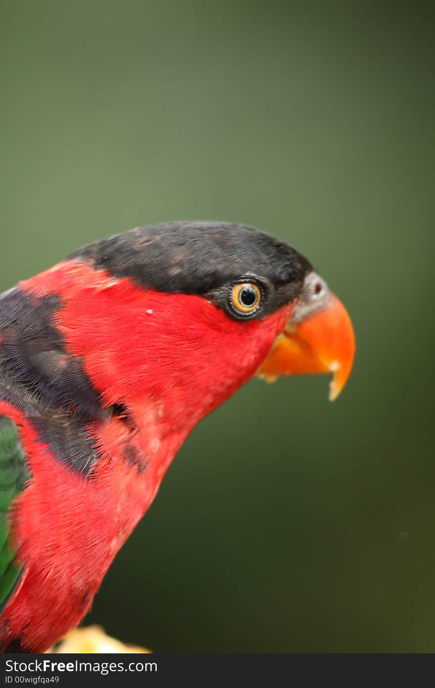Black Capped Lory in Hong Kong, Asia