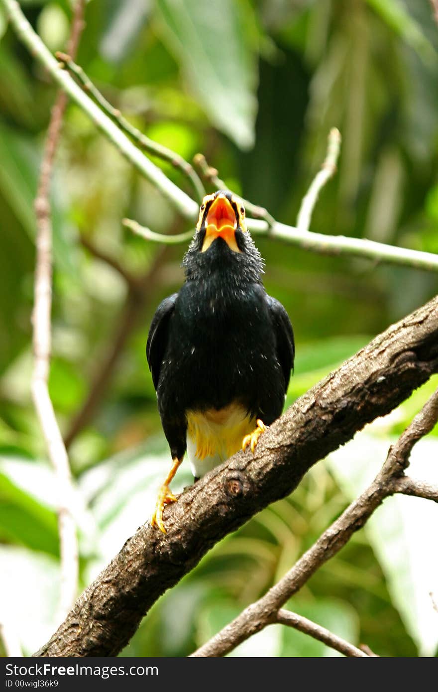 Yellow Faced Mymah in Hong Kong, Asia. Yellow Faced Mymah in Hong Kong, Asia