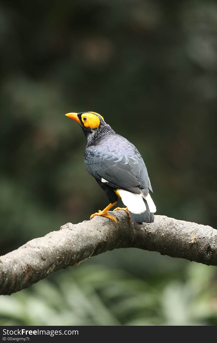 Yellow Faced Mynah in Hong Kong, Asia