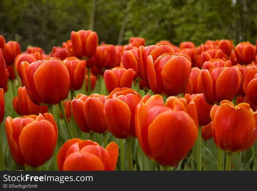 Field of red tulips with green leafs in between