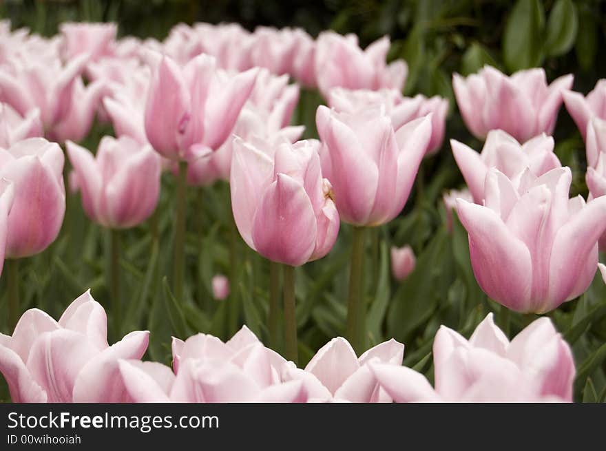 Field of pink tulips