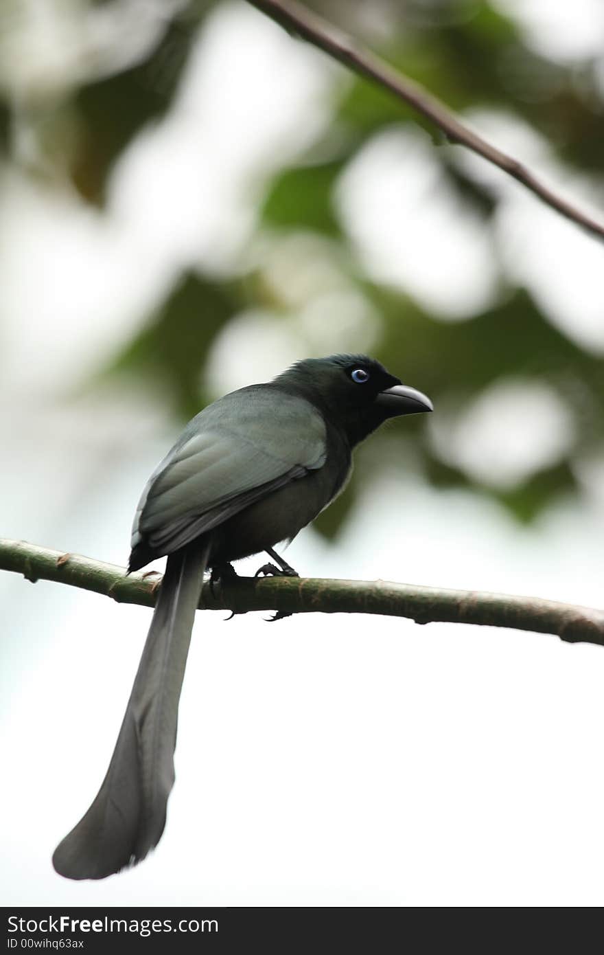 Racket-tailed Treepie