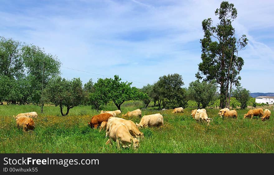 The cows  in the green field.