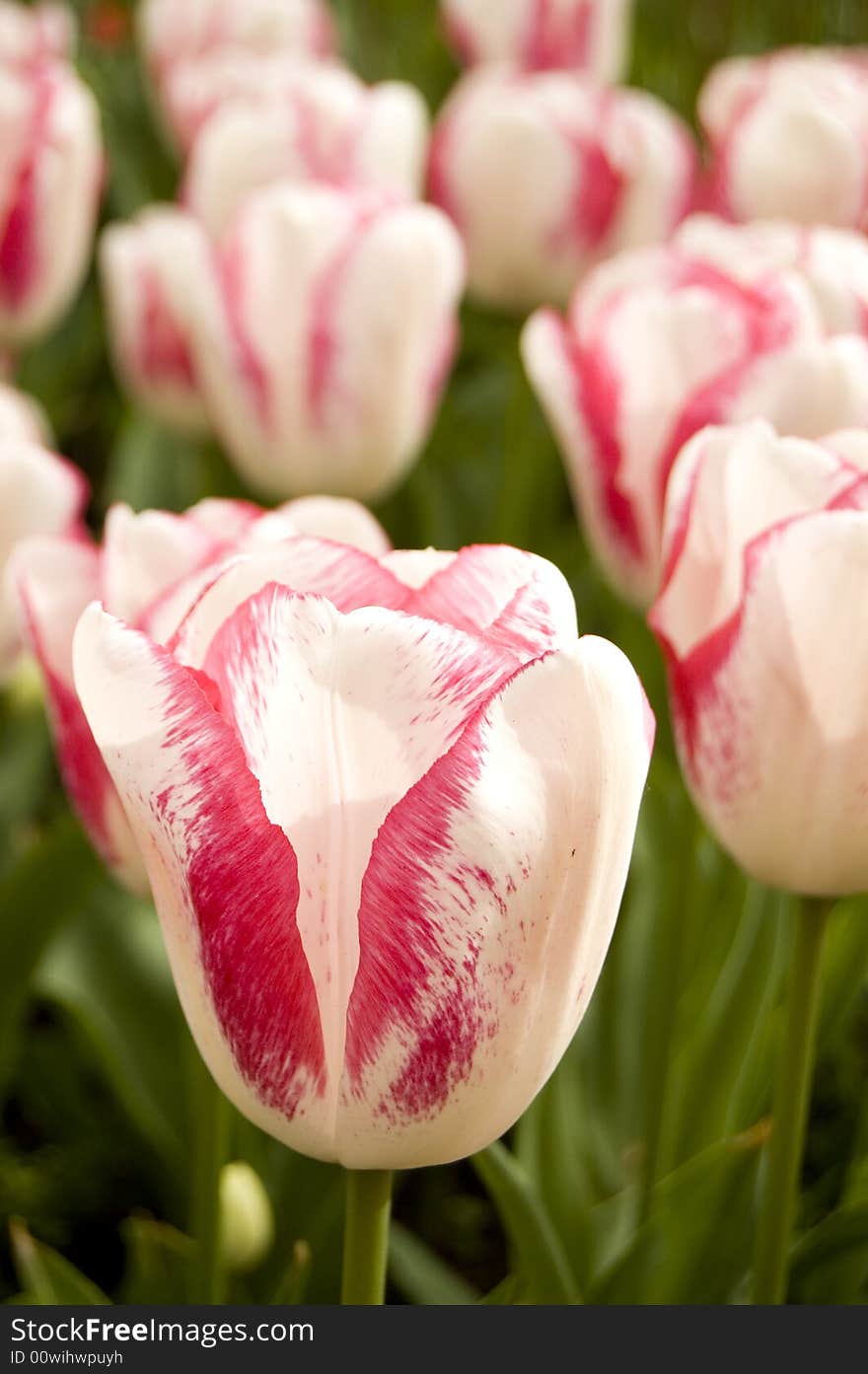 Red and white tulip with green leafs in between