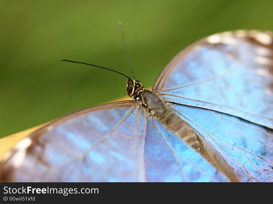 Detail of blue tropical butterfly. Detail of blue tropical butterfly