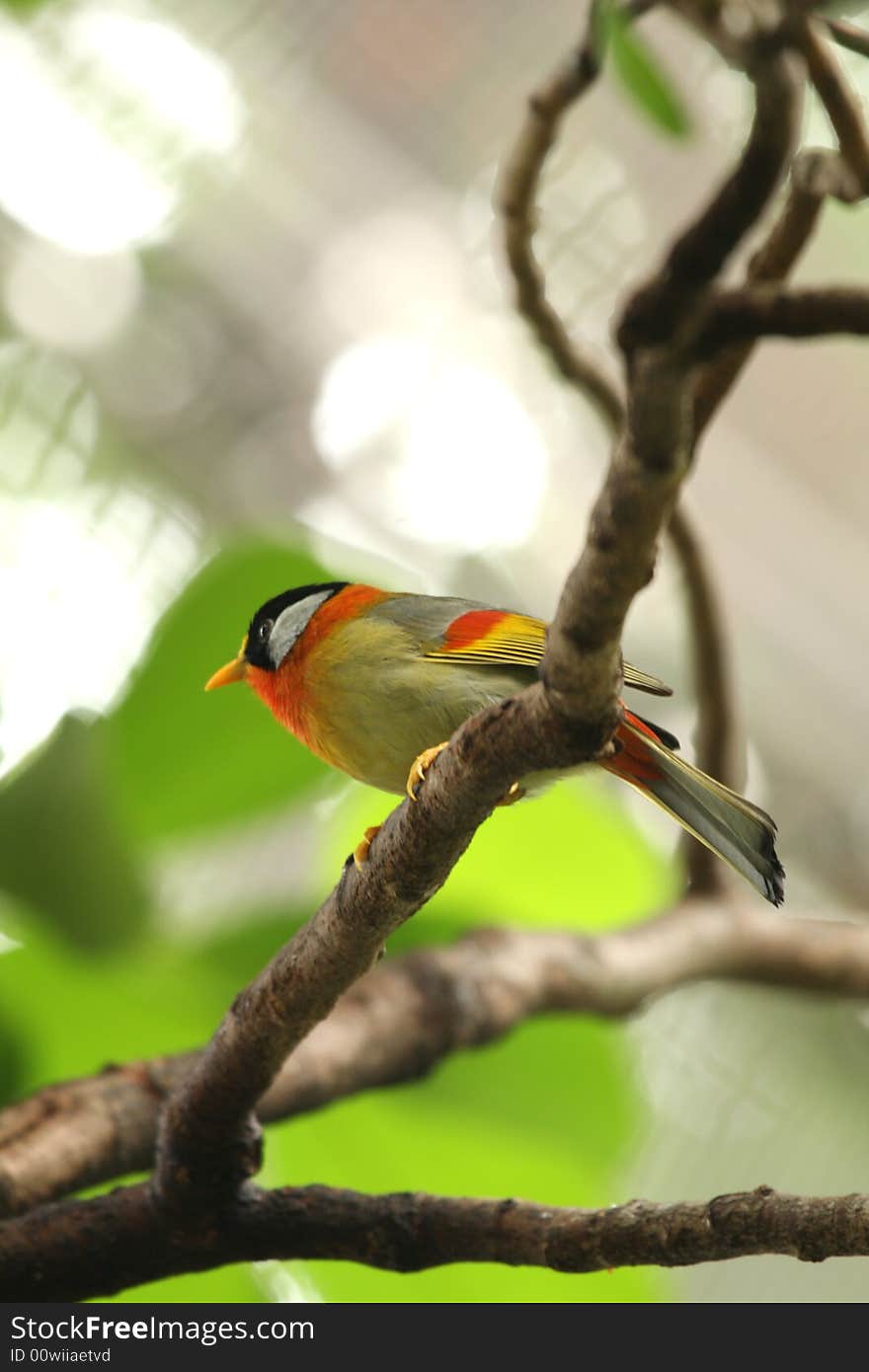 Silver-eared Mesia