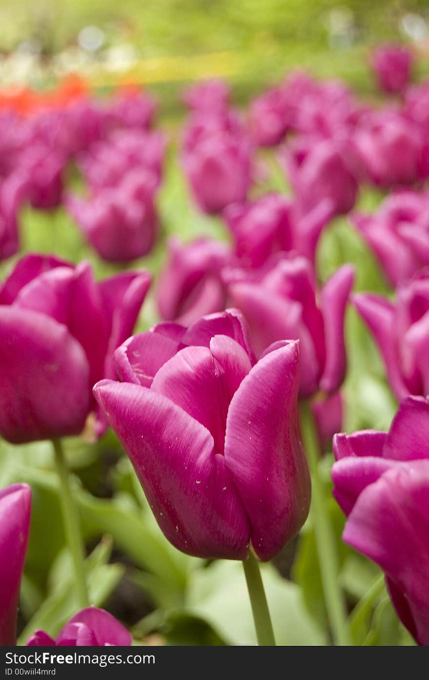 Field of pink tulips