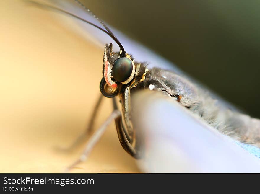 Detail of multifarious tropical butterfly. Detail of multifarious tropical butterfly