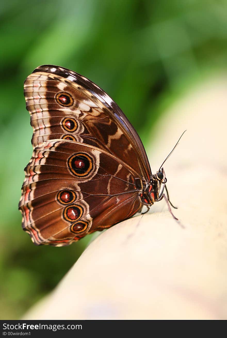 Big fancy butterfly in tropic. Big fancy butterfly in tropic