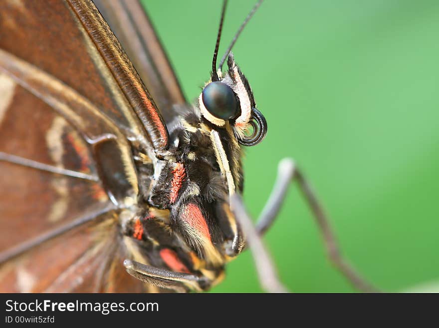 Butterfly portrait