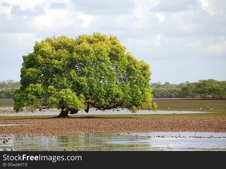 A mature grey mangrove trees on a mud flat at low tide. A mature grey mangrove trees on a mud flat at low tide