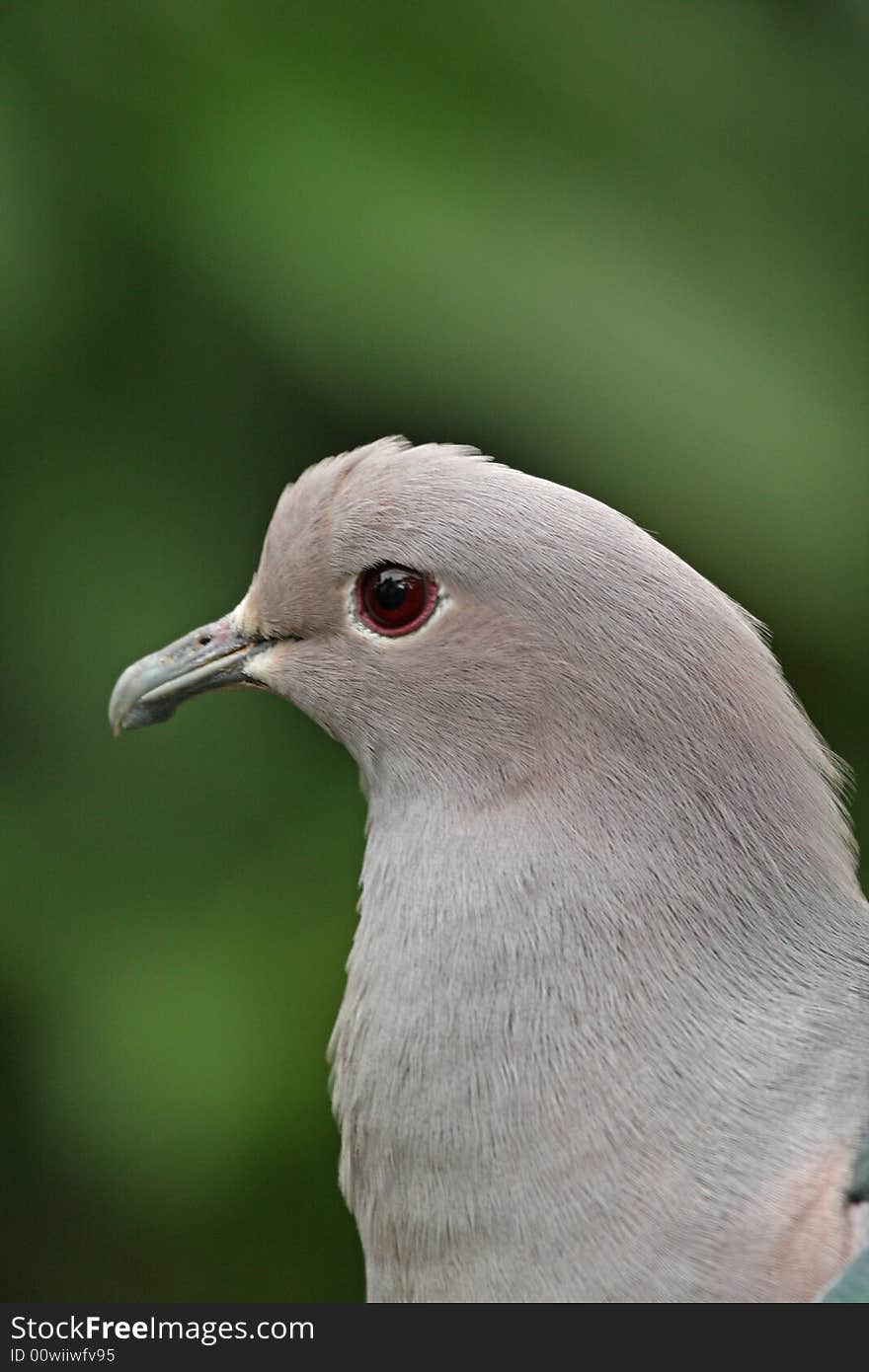 Portrait of a Pigeon from Hong Kong