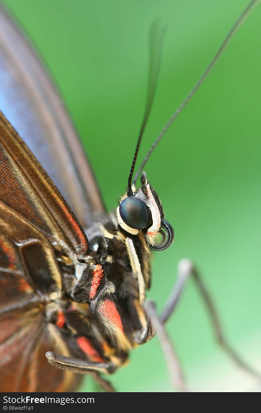 Macro of butterfly in tropic