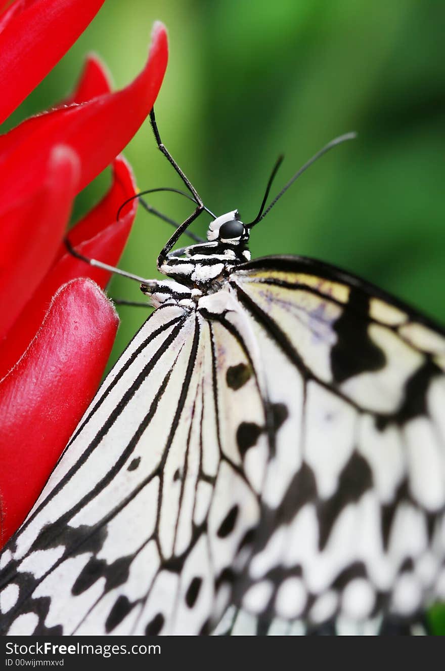 Black and white butterfly on the red prime. Black and white butterfly on the red prime