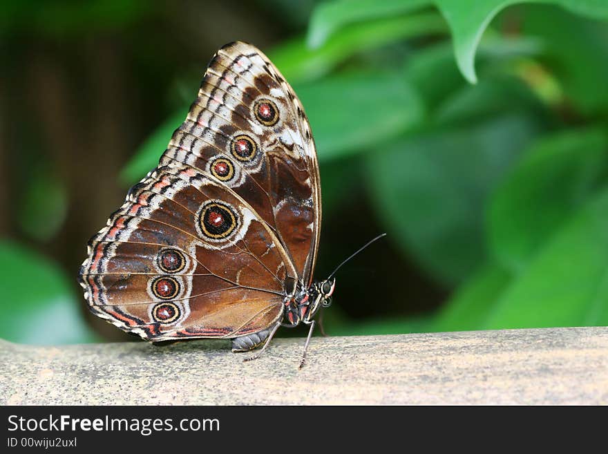 Tropical butterfly