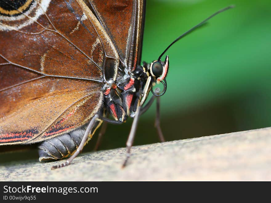 Detail of fat tropical butterfly sitting. Detail of fat tropical butterfly sitting