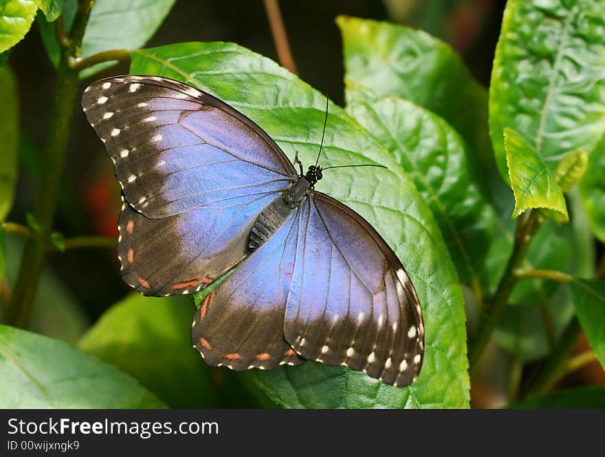 Big blue butterfly in tropic