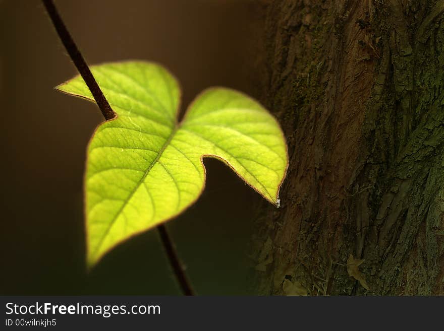 Isolated Green Leaf