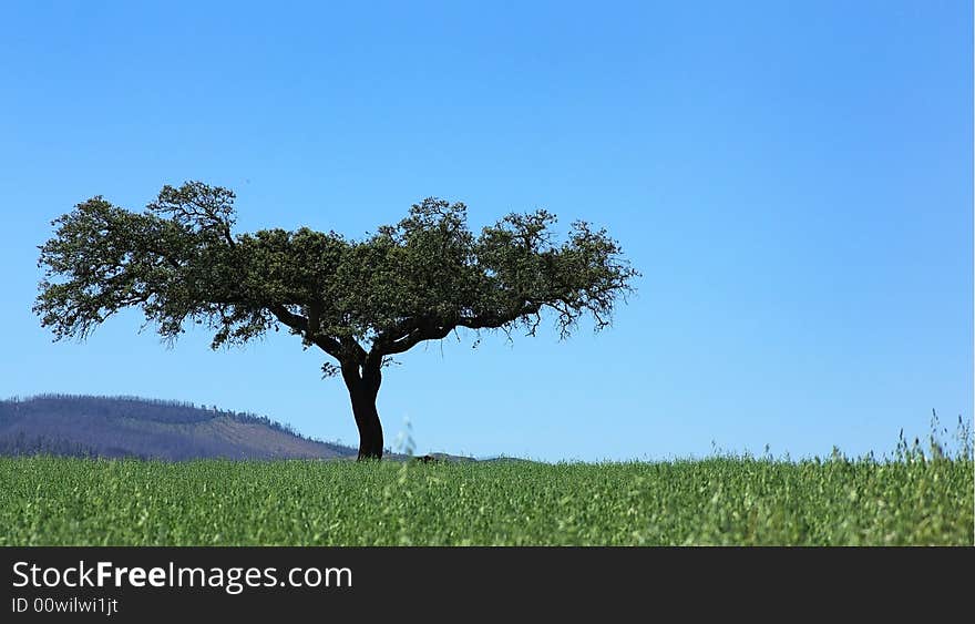 Solitary tree in green fields,