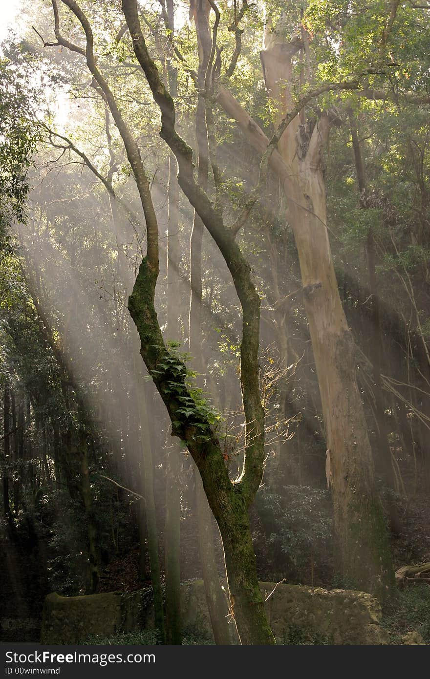 Rays of sunlight entering a misty forest in the morning with glow and green toning. Rays of sunlight entering a misty forest in the morning with glow and green toning