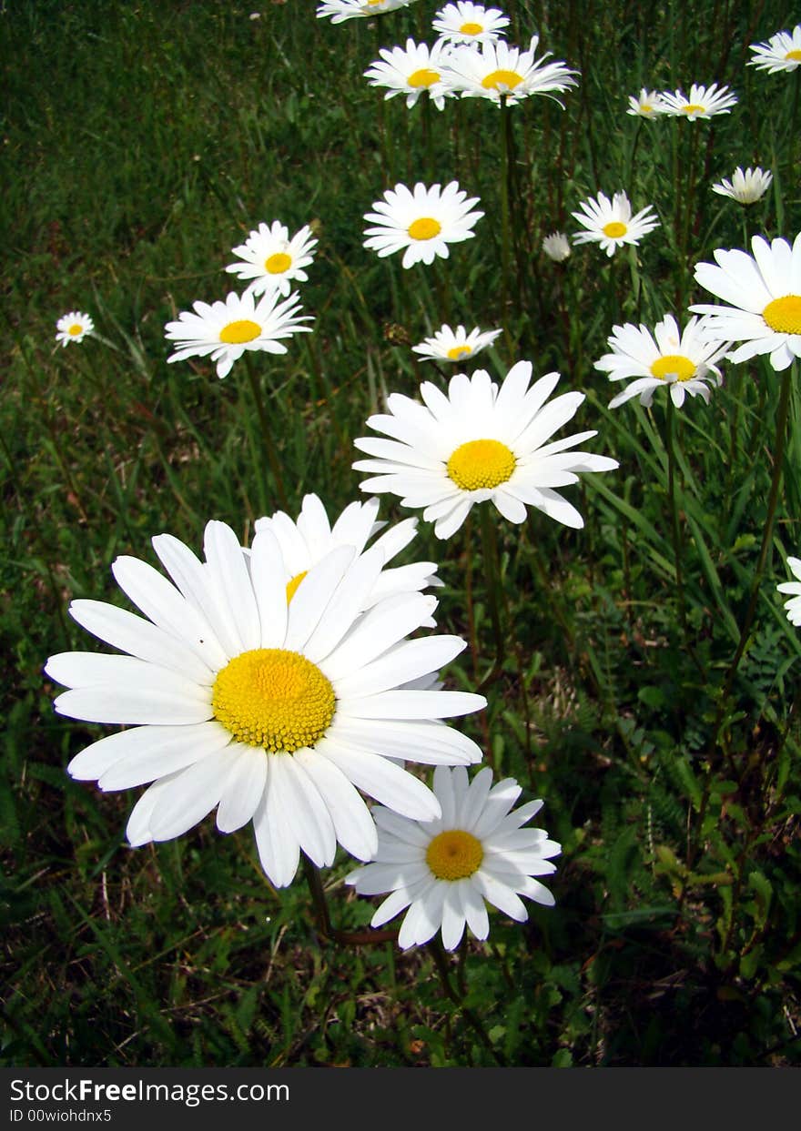 Marguerites in the sun in green field