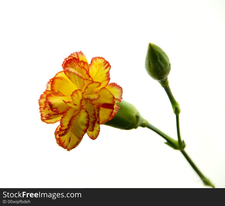 Yellow carnation on white background