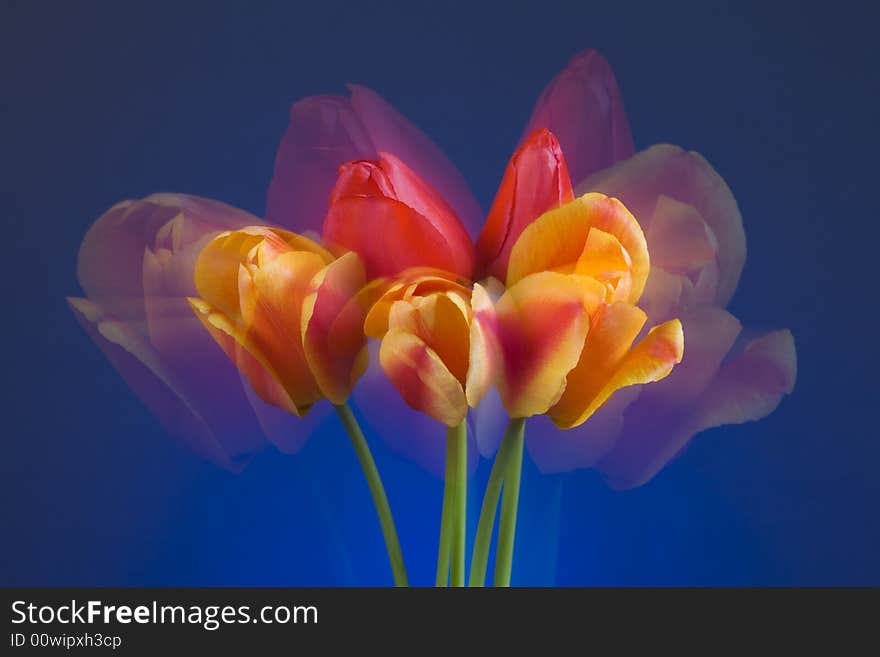 Bright red, orange and yellow tulips on a blue background