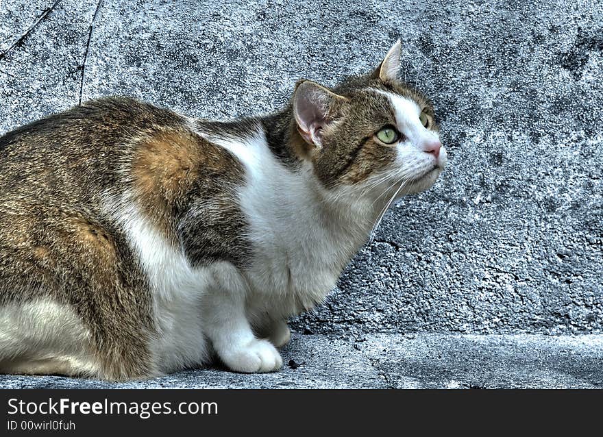 Well feeded tomcat sitting on concrete. Well feeded tomcat sitting on concrete