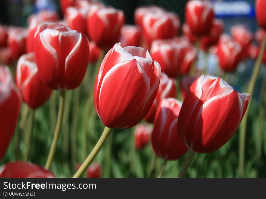 Purple Tulips in Pella, Iowa