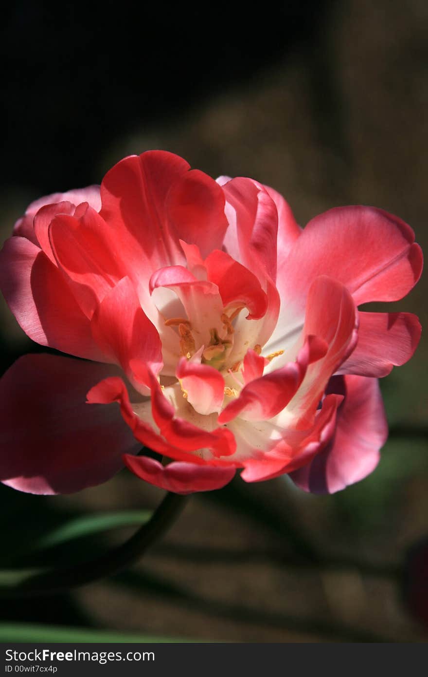 Pink Tulip