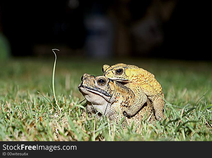 Frog making love in nature. Frog making love in nature