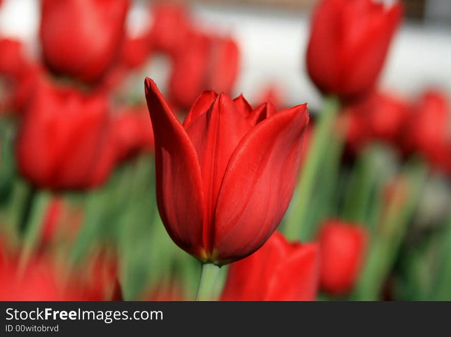 Red Tulip