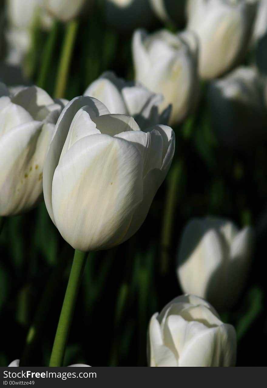 White Tulips in Pella, Iowa