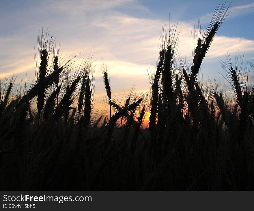 Wheat silhouetted against a sunset at the end of a workday