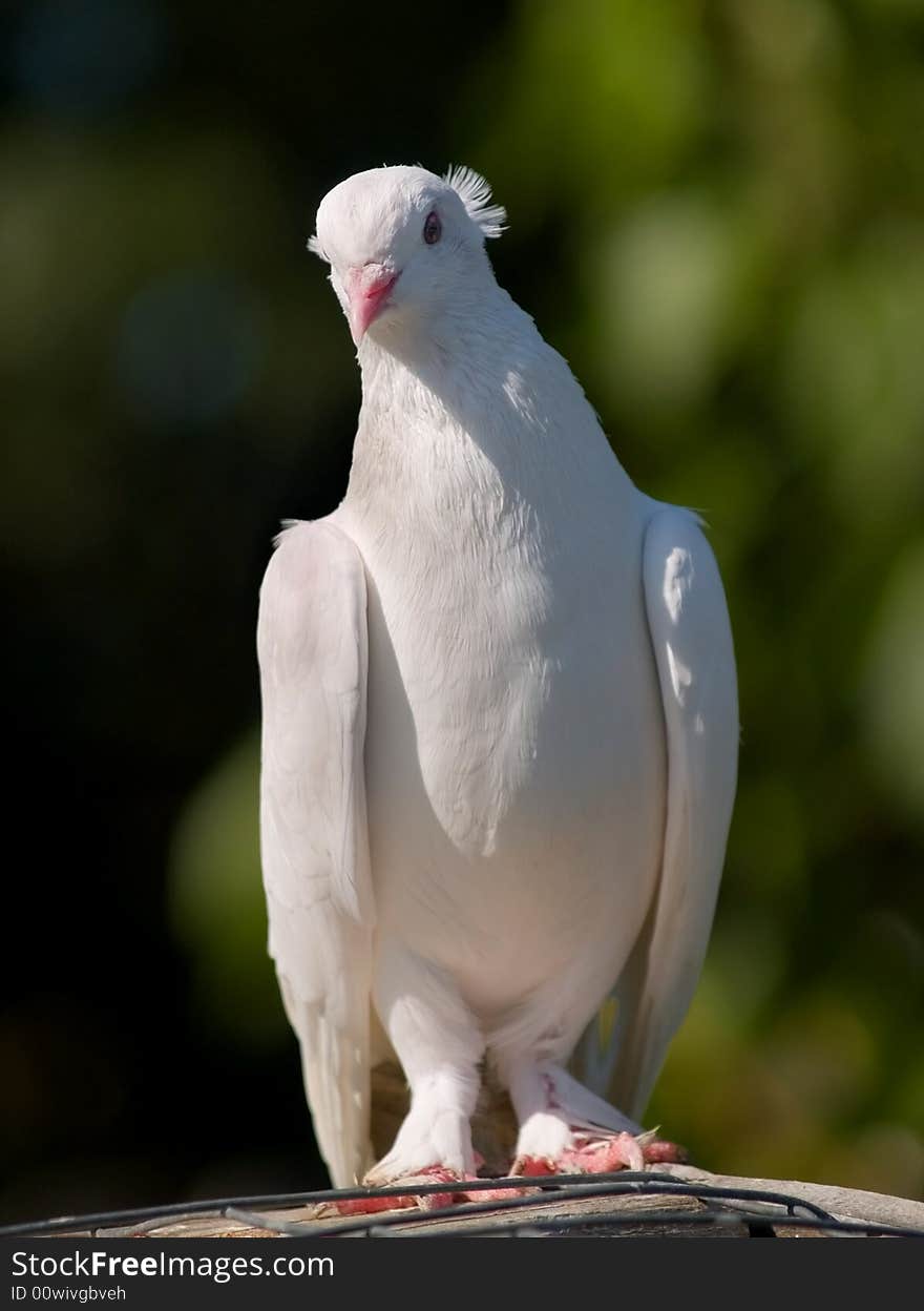 White pigeon on the roof