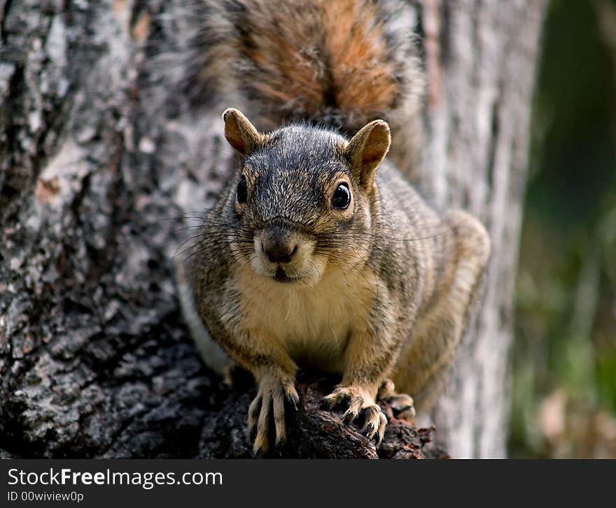 Squirrel sitting on a tree