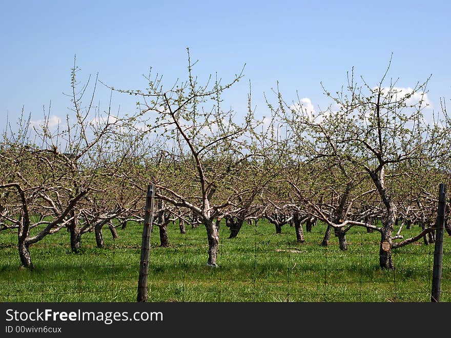 Orchard of apple trees beginning to bud in early Springtime. Orchard of apple trees beginning to bud in early Springtime